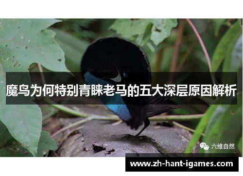 魔鸟为何特别青睐老马的五大深层原因解析
